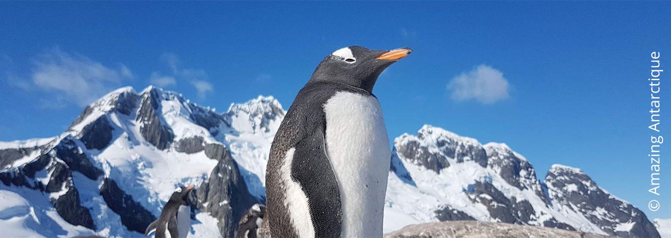 Amazing Antarctique