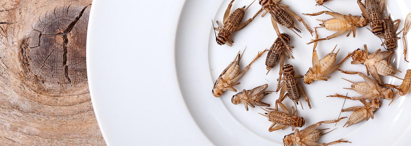 des insectes dans nos assiettes