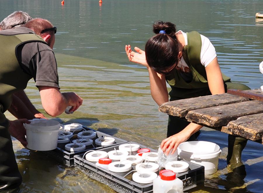 Laboratoire d'écologie des hydrosystèmes naturels et anthropisés (LEHNA)