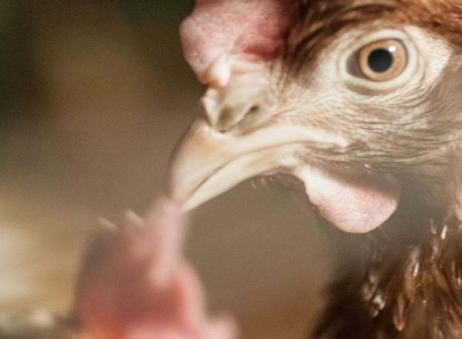 Faut-il manger les animaux ? 