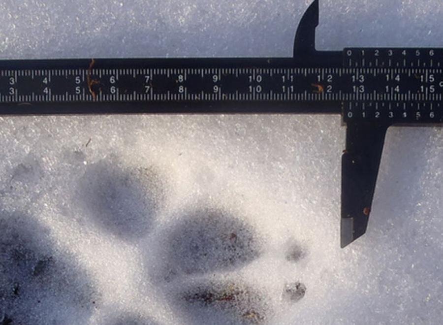 La réintroduction du loup en France