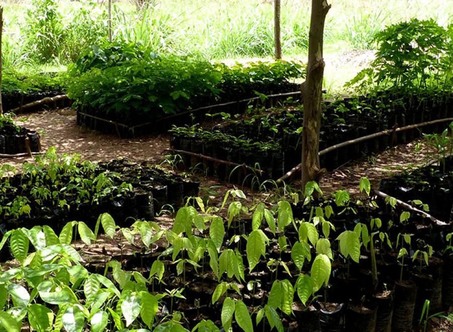 ZION'GAÏA, projet de permaculture et reboisement en Afrique