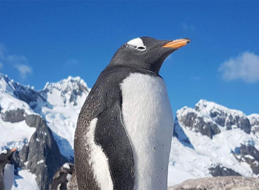 Amazing Antarctique