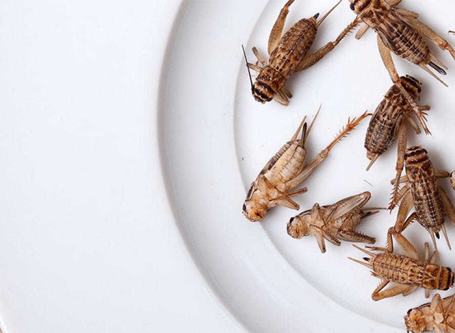 des insectes dans nos assiettes