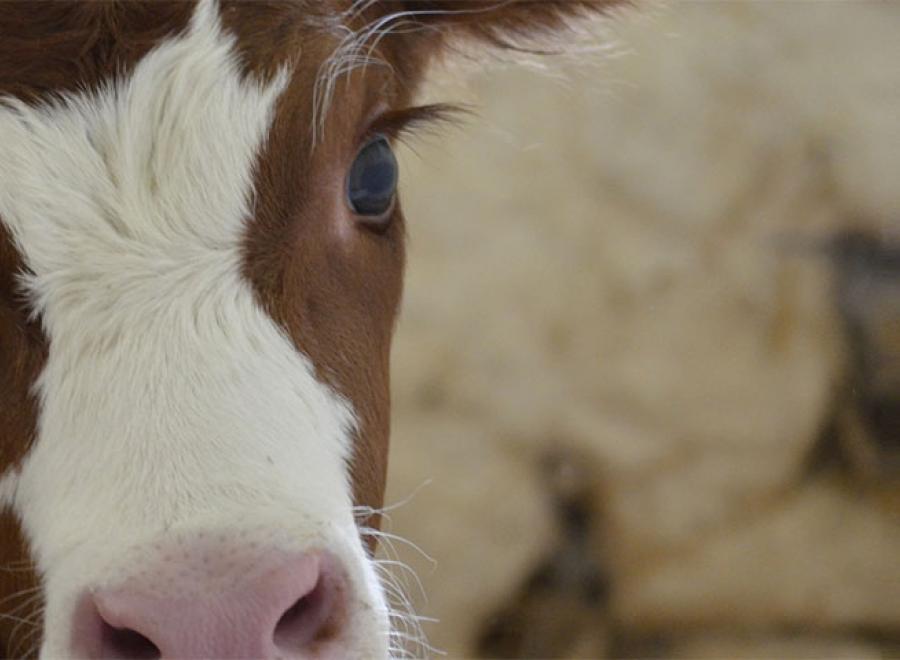 L'ÉTHIQUE ANIMALE, SEULEMENT POUR LES ANIMAUX ?