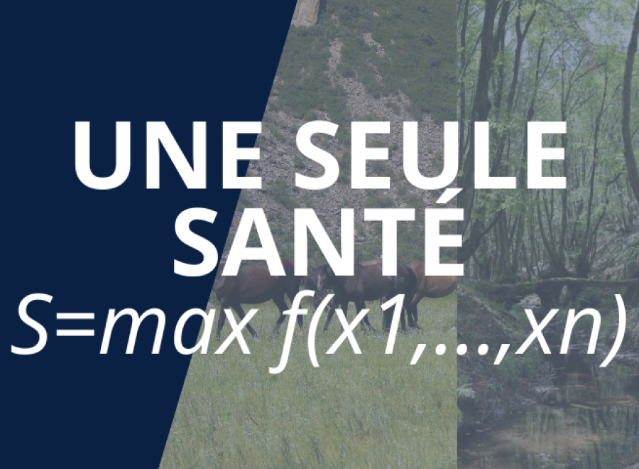 Bannière web - One Health - Une seule santé